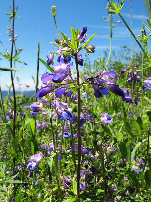giant blue-eyed Mary (Collinsia grandiflora) [Hardy Ridge, Beacon Rock State Park, Skamania County, Washington]