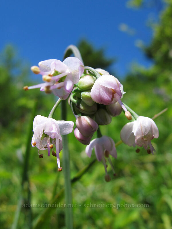 nodding onion (Allium cernuum) [Hardy Ridge, Beacon Rock State Park, Skamania County, Washington]