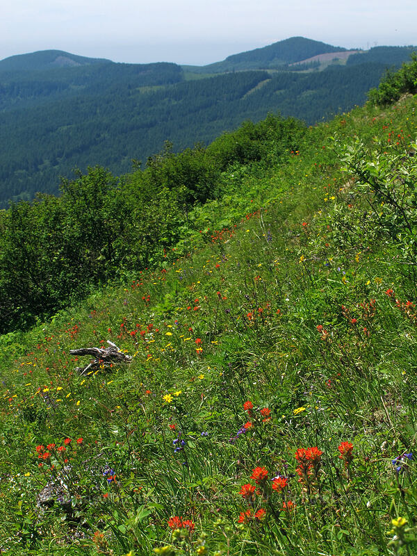wildflowers [Hardy Ridge, Beacon Rock State Park, Skamania County, Washington]