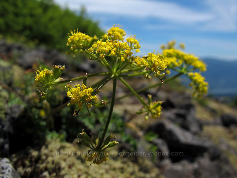 Cascade desert parsley (Lomatium martindalei) [Hardy Ridge, Beacon Rock State Park, Skamania County, Washington]