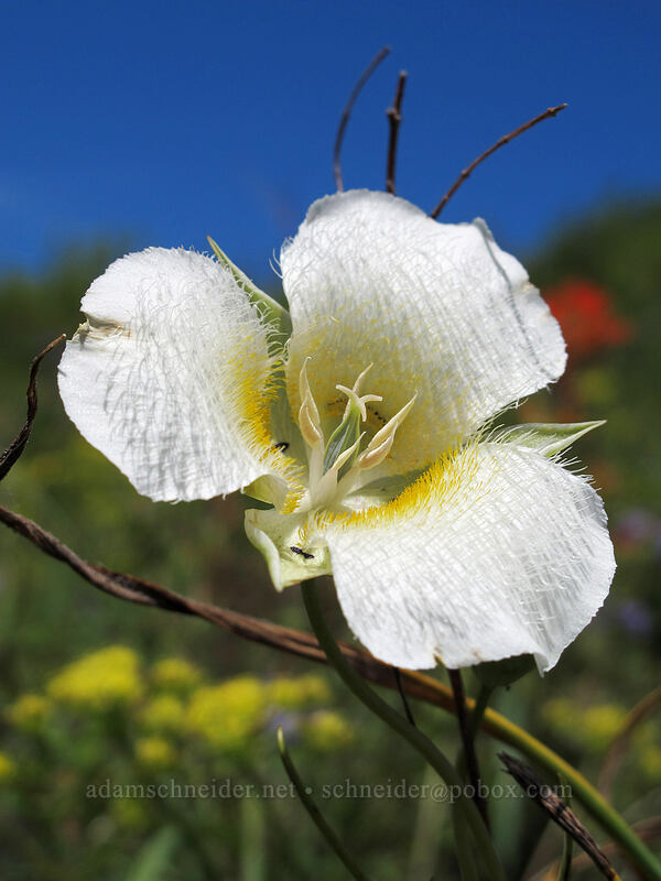 subalpine mariposa lily (Calochortus subalpinus) [Hardy Ridge, Beacon Rock State Park, Skamania County, Washington]