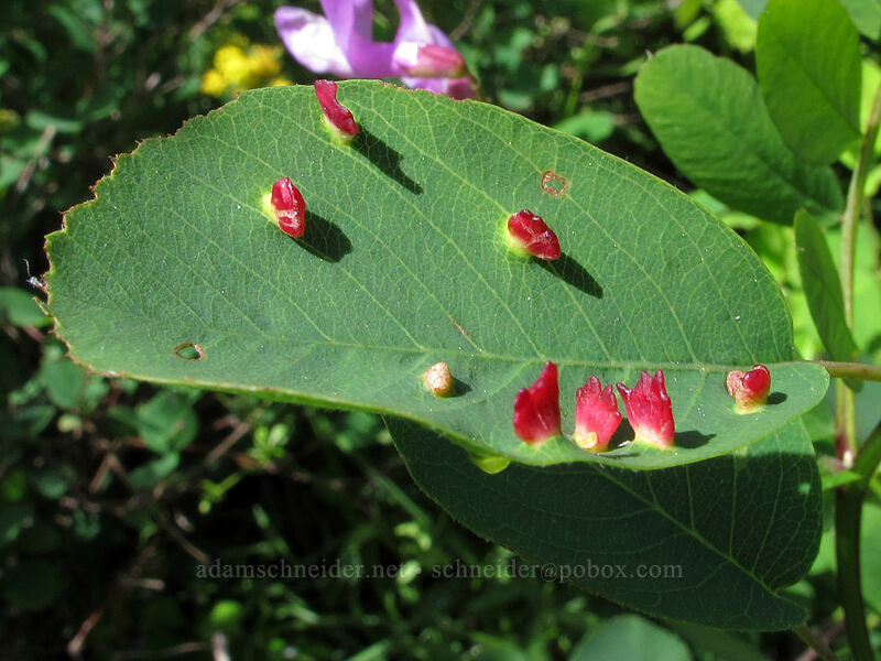 galls on a serviceberry leaf (Amelanchier alnifolia) [Hardy Ridge, Beacon Rock State Park, Skamania County, Washington]