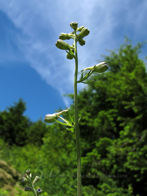 larkspur, budding (Delphinium sp.) [Hardy Ridge, Beacon Rock State Park, Skamania County, Washington]
