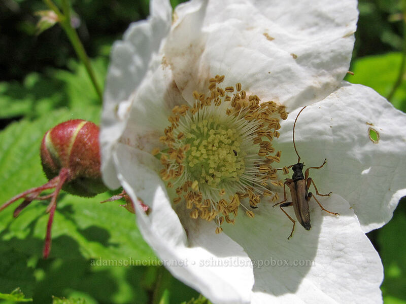 beetle in a thimbleberry flower (Rubus parviflorus) [West Hardy Ridge Trail, Beacon Rock State Park, Skamania County, Washington]