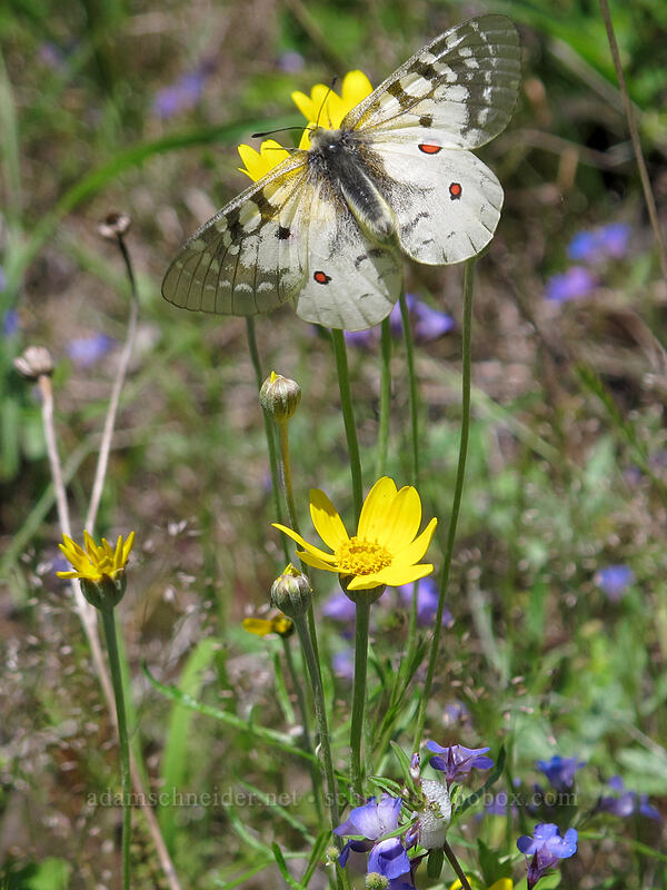 clodius parnassian butterfly on Oregon sunshine (Parnassius clodius, Eriophyllum lanatum) [West Hardy Ridge Trail, Beacon Rock State Park, Skamania County, Washington]