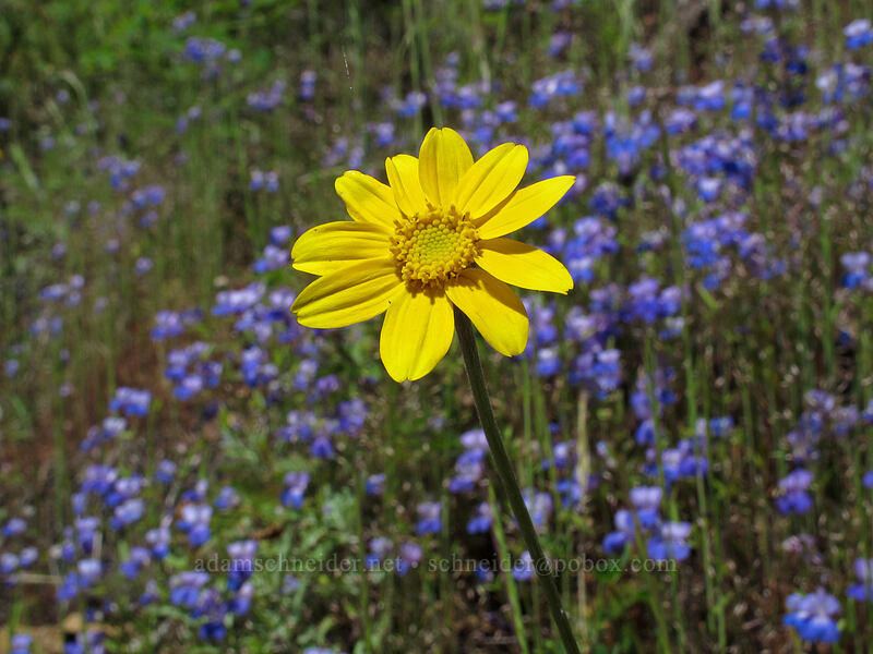 Oregon sunshine & giant blue-eyed Mary (Eriophyllum lanatum, Collinsia grandiflora) [West Hardy Ridge Trail, Beacon Rock State Park, Skamania County, Washington]