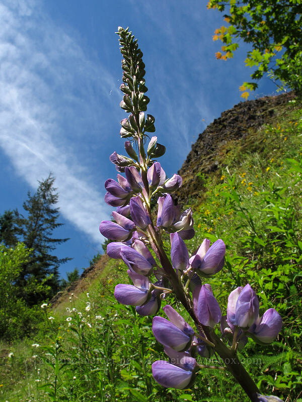 lupine (Lupinus sp.) [West Hardy Ridge Trail, Beacon Rock State Park, Skamania County, Washington]