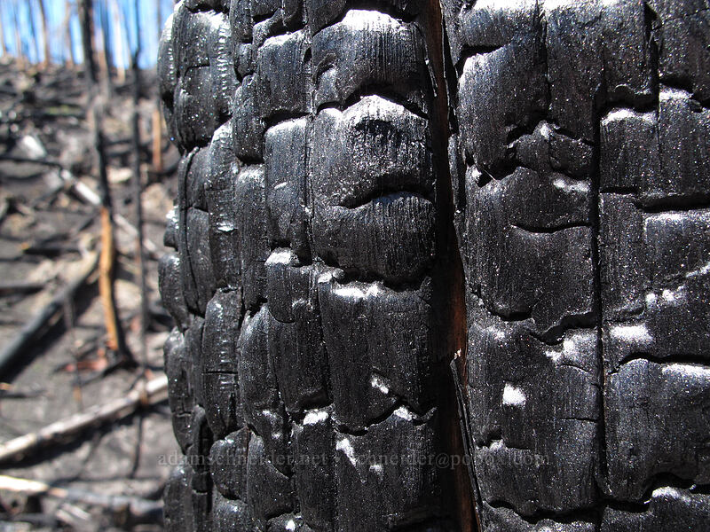 bark turned to charcoal [Vista Ridge Trail, Mt. Hood Wilderness, Hood River County, Oregon]