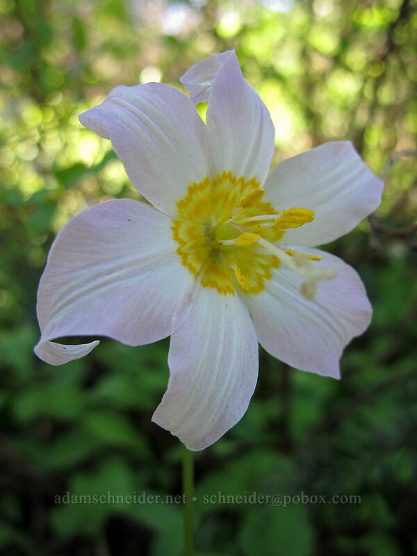 avalanche lily (Erythronium montanum) [Vista Ridge Trail, Mt. Hood Wilderness, Hood River County, Oregon]