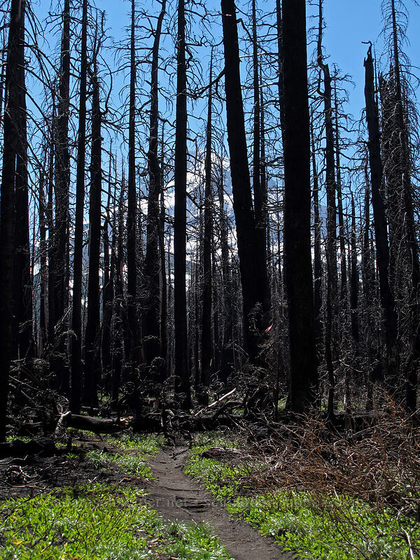 Mount Hood through burnt trees [Vista Ridge Trail, Mt. Hood Wilderness, Hood River County, Oregon]