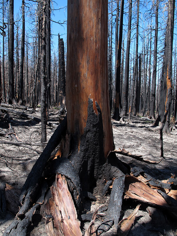 bark peeling off a burnt tree [Vista Ridge Trail, Mt. Hood Wilderness, Hood River County, Oregon]