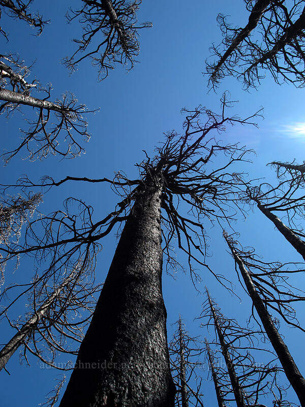 burnt trees [Vista Ridge Trail, Mt. Hood Wilderness, Hood River County, Oregon]