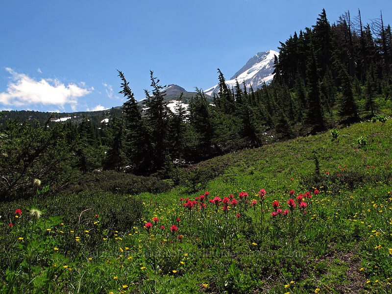 Mount Hood & paintbrush (Castilleja parviflora var. oreopola) [Vista Ridge Trail, Mt. Hood Wilderness, Hood River County, Oregon]