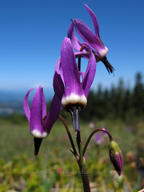 tall mountain shooting stars (Dodecatheon jeffreyi (Primula jeffreyi)) [Wy'east Basin, Mt. Hood Wilderness, Hood River County, Oregon]