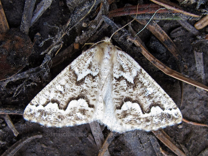 gray spruce looper moth (Caripeta divisata) [Wy'east Basin, Mt. Hood Wilderness, Hood River County, Oregon]