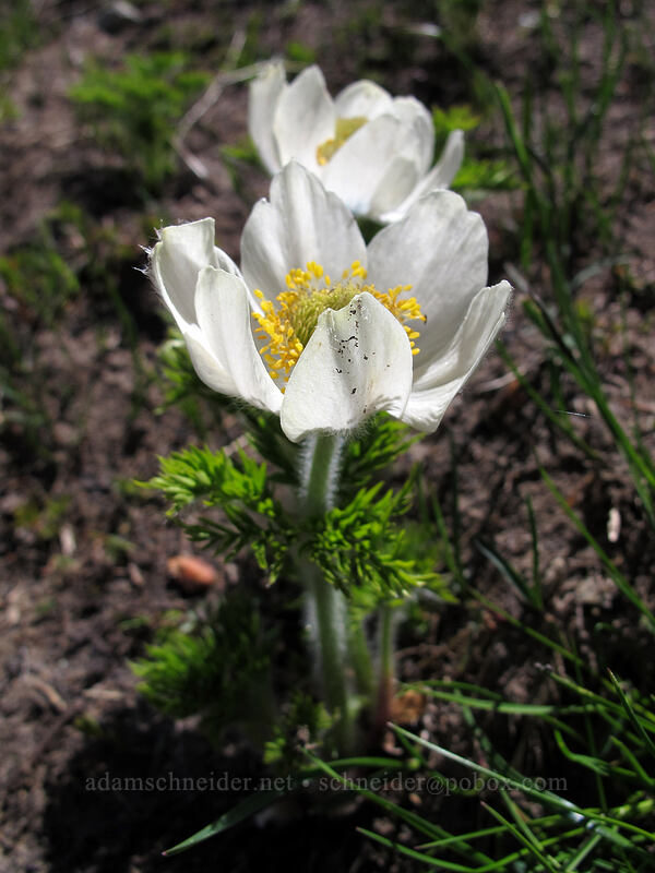 western pasqueflowers (Anemone occidentalis (Pulsatilla occidentalis)) [above Wy'East Basin, Mt. Hood Wilderness, Hood River County, Oregon]