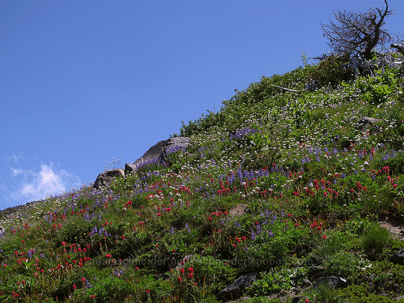wildflowers [above Wy'East Basin, Mt. Hood Wilderness, Hood River County, Oregon]
