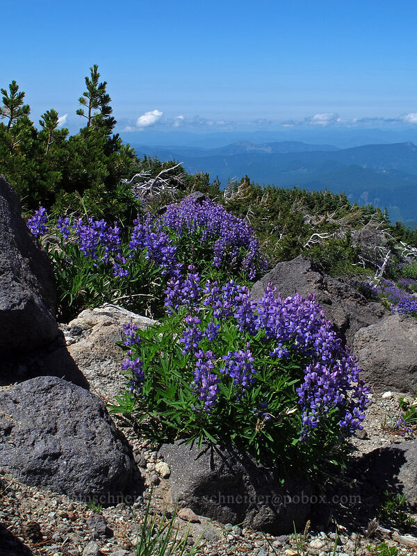 lupines (Lupinus latifolius) [above Wy'East Basin, Mt. Hood Wilderness, Hood River County, Oregon]