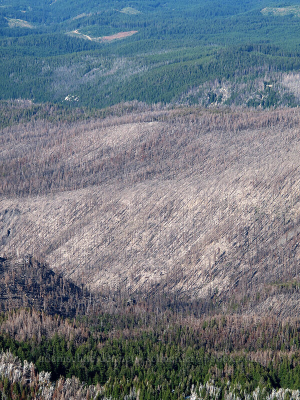 fire damage on Stranahan Ridge [Barrett Spur, Mt. Hood Wilderness, Hood River County, Oregon]