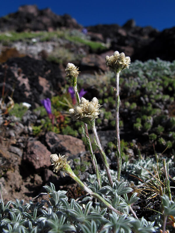 alpine pussytoes (Antennaria media) [Barrett Spur, Mt. Hood Wilderness, Hood River County, Oregon]