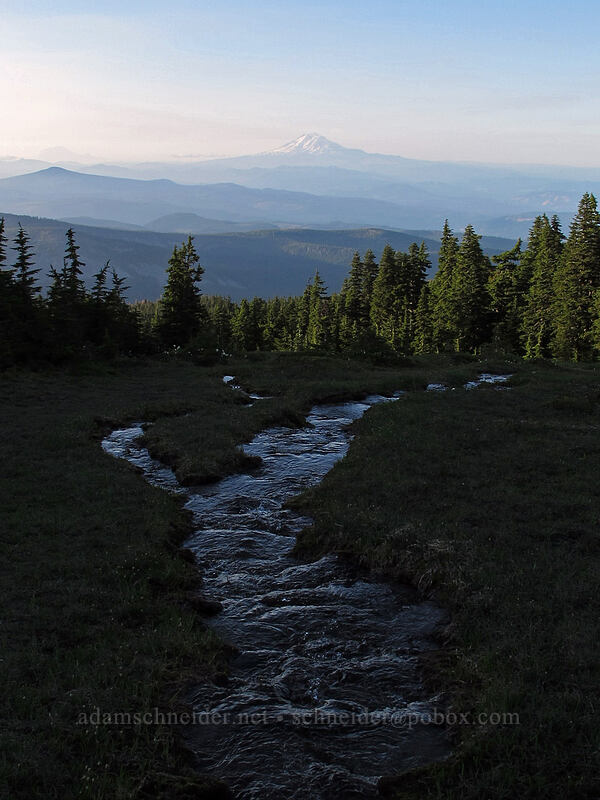 Mount Adams & evening meadow [Wy'east Basin, Mt. Hood Wilderness, Hood River County, Oregon]