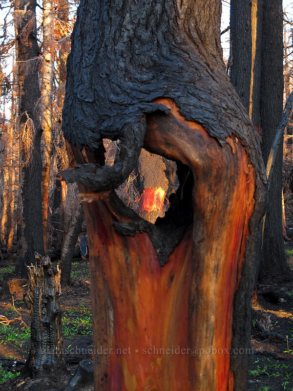 burned trees at sunset [Vista Ridge Trail, Mt. Hood Wilderness, Hood River County, Oregon]