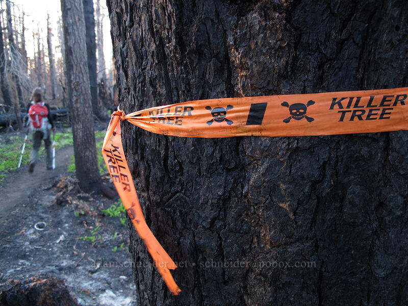 Killer Tree [Vista Ridge Trail, Mt. Hood Wilderness, Hood River County, Oregon]