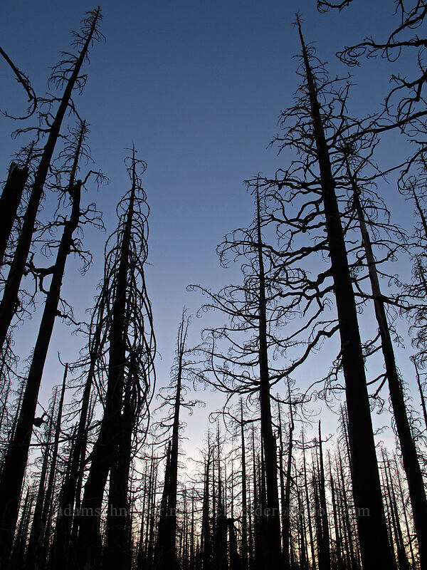 burned trees at sunset [Vista Ridge Trail, Mt. Hood Wilderness, Hood River County, Oregon]