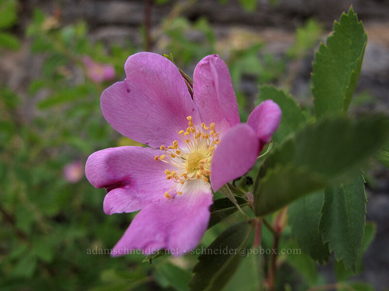 wild rose (Rosa sp.) [Feather River Summer Homes, Lassen National Forest, Plumas County, California]