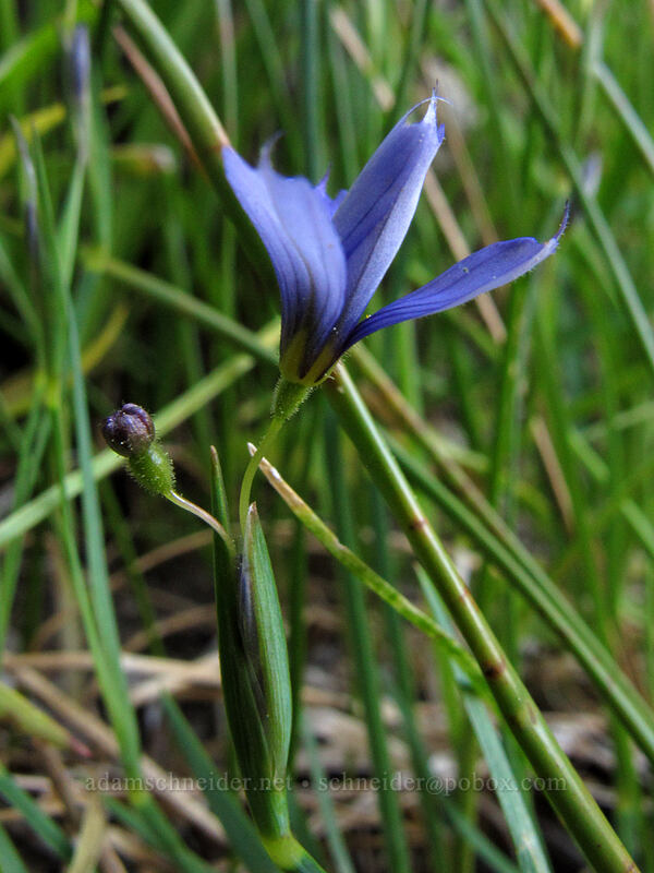 blue-eyed grass (Sisyrinchium bellum) [Feather River Summer Homes, Lassen National Forest, Plumas County, California]
