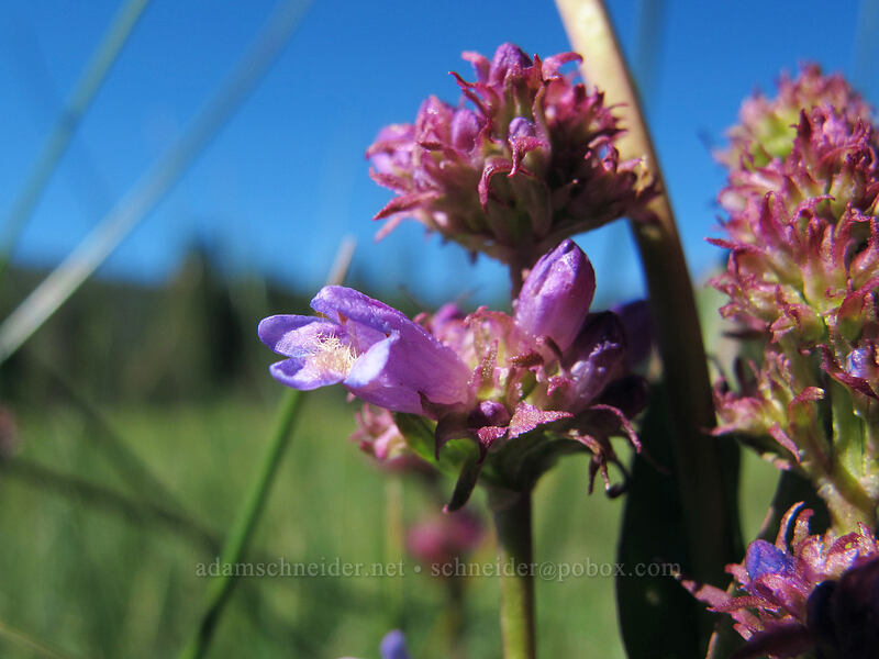 meadow beardtongue (Penstemon rydbergii var. oreocharis) [Drakesbad Meadow, Lassen Volcanic National Park, Plumas County, California]
