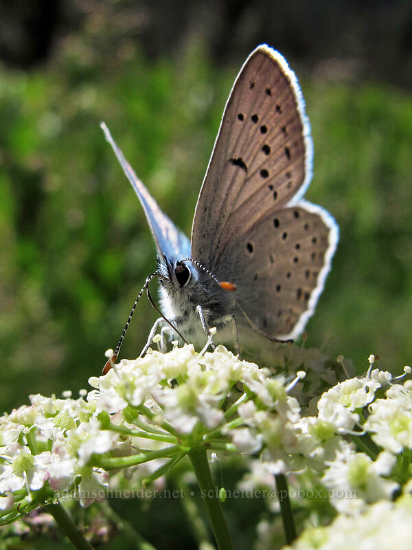 greenish blue butterfly on Gray's lovage (Icaricia saepiolus (Plebejus saepiolus), Ligusticum grayi) [Drakesbad Meadow, Lassen Volcanic National Park, Plumas County, California]