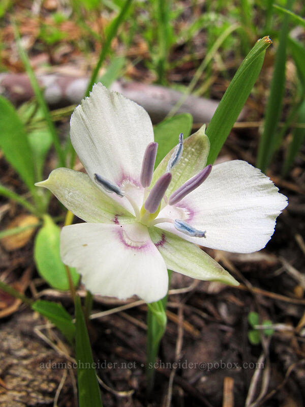 naked mariposa lily (Calochortus nudus) [Devil's Kitchen Trail, Lassen Volcanic National Park, Plumas County, California]