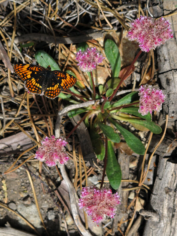 Hoffmann's checkerspot butterfly on pussypaws (Chlosyne hoffmanni, Calyptridium monospermum (Cistanthe monosperma)) [Devil's Kitchen Trail, Lassen Volcanic National Park, Plumas County, California]