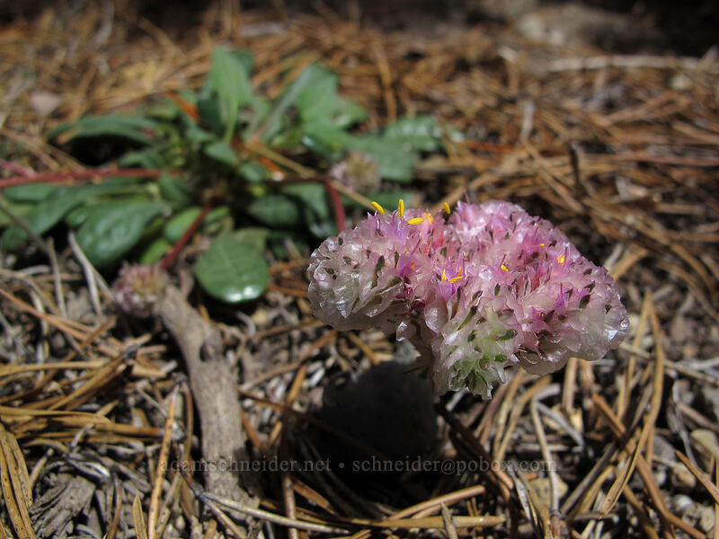 pussypaws (Calyptridium monospermum (Cistanthe monosperma)) [Devil's Kitchen Trail, Lassen Volcanic National Park, Plumas County, California]