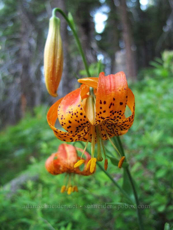 leopard lily (Lilium pardalinum) [Double Falls, Lassen National Forest, Plumas County, California]
