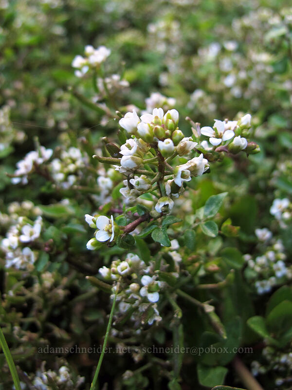 watercress (Nasturtium officinale) [Domingo Spring, Lassen National Forest, Plumas County, California]