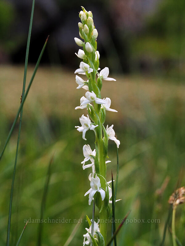 Sierra bog orchid (Platanthera dilatata var. leucostachys (Platanthera leucostachys)) [Domingo Spring, Lassen National Forest, Plumas County, California]