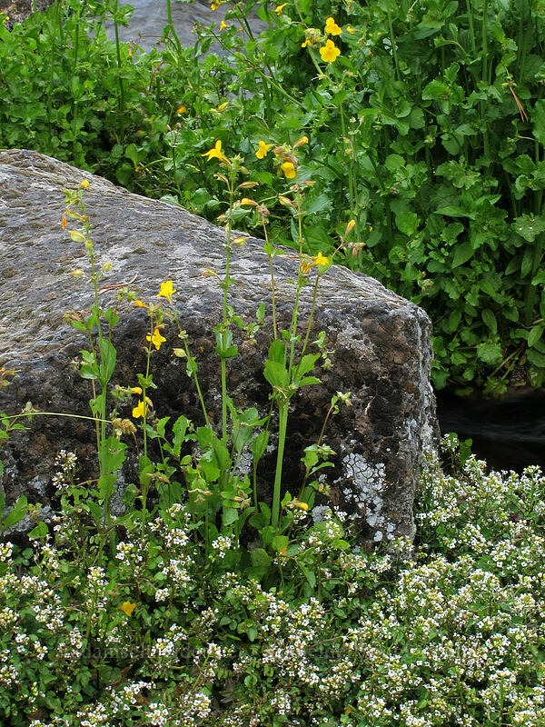 watercress & yellow monkeyflower (Nasturtium officinale, Erythranthe guttata (Mimulus guttatus)) [Domingo Spring, Lassen National Forest, Plumas County, California]