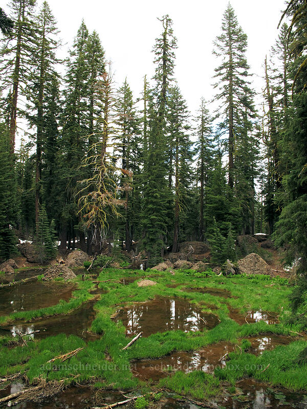 conifers & ponds [Brokeoff Mountain Trail, Lassen Volcanic National Park, Tehama County, California]
