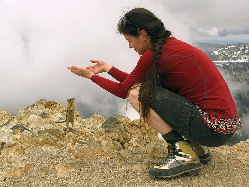 The Squirrel Whisperer (Callospermophilus lateralis (Spermophilus lateralis)) [Brokeoff Mountain summit, Lassen Volcanic National Park, Tehama County, California]