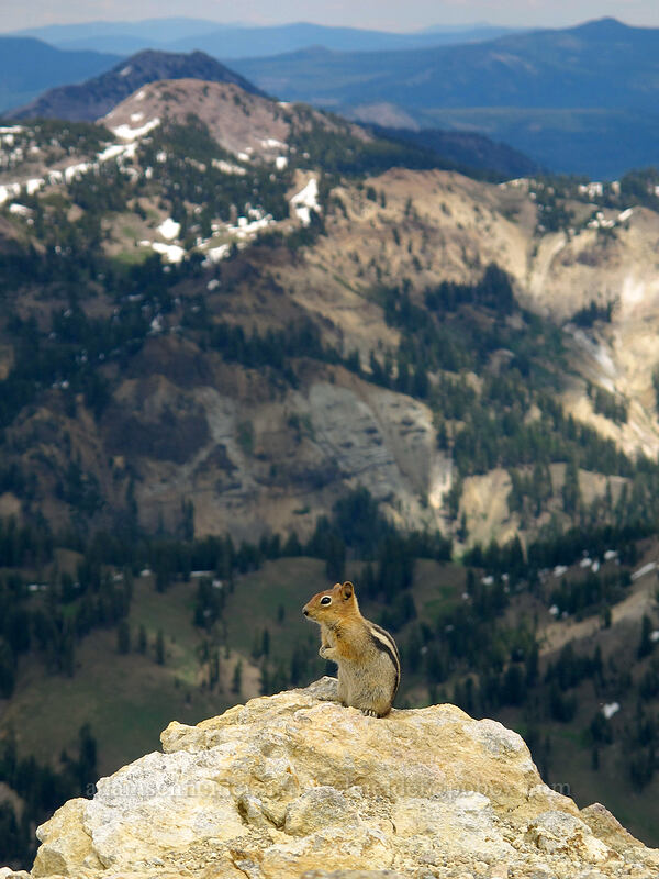golden-mantled ground squirrel (Callospermophilus lateralis (Spermophilus lateralis)) [Brokeoff Mountain summit, Lassen Volcanic National Park, Tehama County, California]