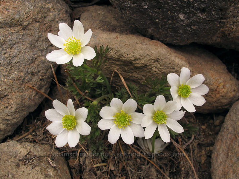 Drummond's anemone (Anemone drummondii) [Brokeoff Mountain Trail, Lassen Volcanic National Park, Shasta County, California]