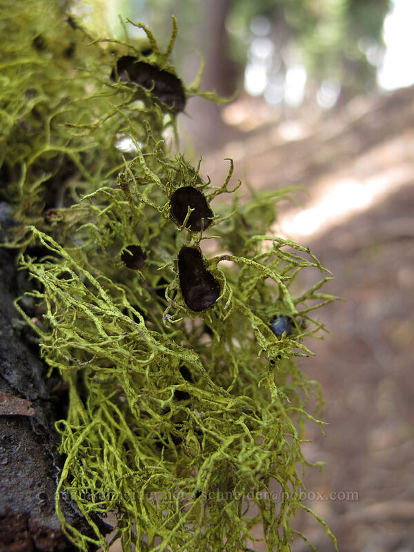 wolf lichen (Letharia columbiana) [Brokeoff Mountain Trail, Lassen Volcanic National Park, Tehama County, California]