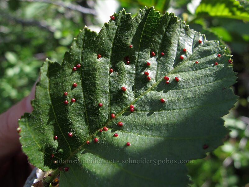 mite galls on an alder leaf (Eriophyes laevis (Phytoptus laevis), Alnus sp.) [Brokeoff Mountain Trail, Lassen Volcanic National Park, Tehama County, California]