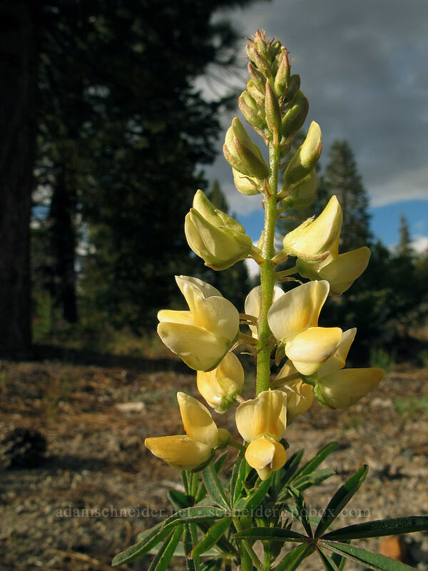 Anderson's lupine (Lupinus andersonii) [Hat Lake Trailhead, Lassen Volcanic National Park, Shasta County, California]