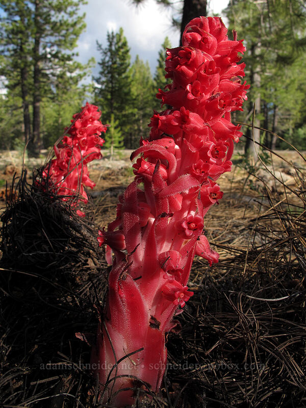 snow plant (Sarcodes sanguinea) [Lassen Peak Highway, Lassen Volcanic National Park, Shasta County, California]