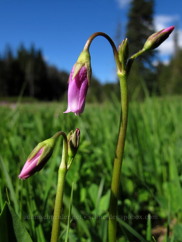 tall mountain shooting stars, budding (Dodecatheon jeffreyi (Primula jeffreyi)) [Hand Lake Trailhead, Willamette National Forest, Lane County, Oregon]