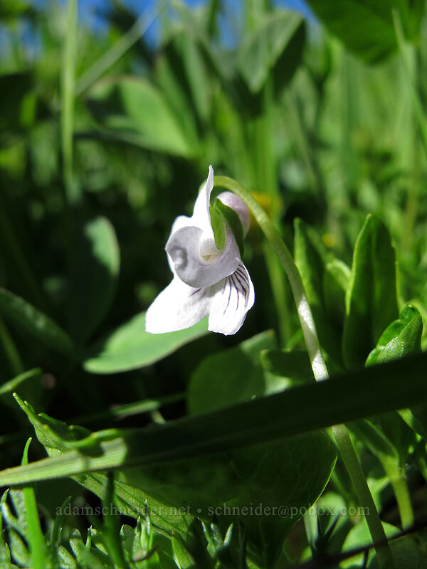small white violet (Viola macloskeyi) [Hand Lake Trailhead, Willamette National Forest, Lane County, Oregon]