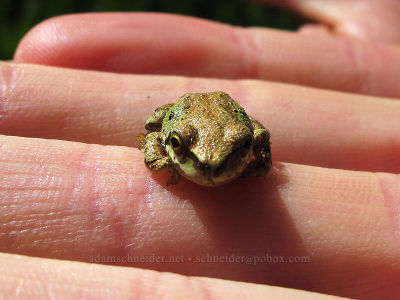 Pacific tree frog (Pseudacris regilla) [Hand Lake Trailhead, Willamette National Forest, Lane County, Oregon]